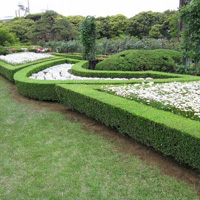 洋館横のバラ園